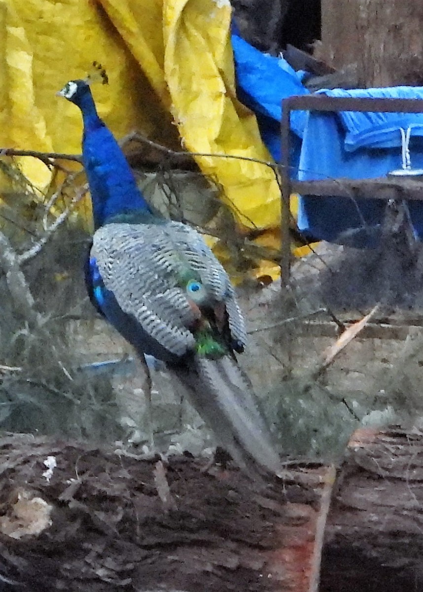 Indian Peafowl - ML259816701