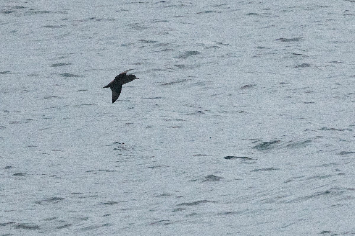 Flesh-footed Shearwater - ML259816941