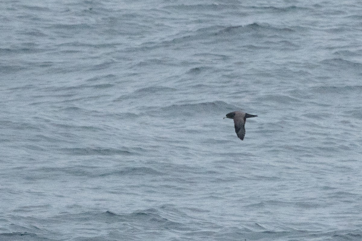 Flesh-footed Shearwater - ML259816951