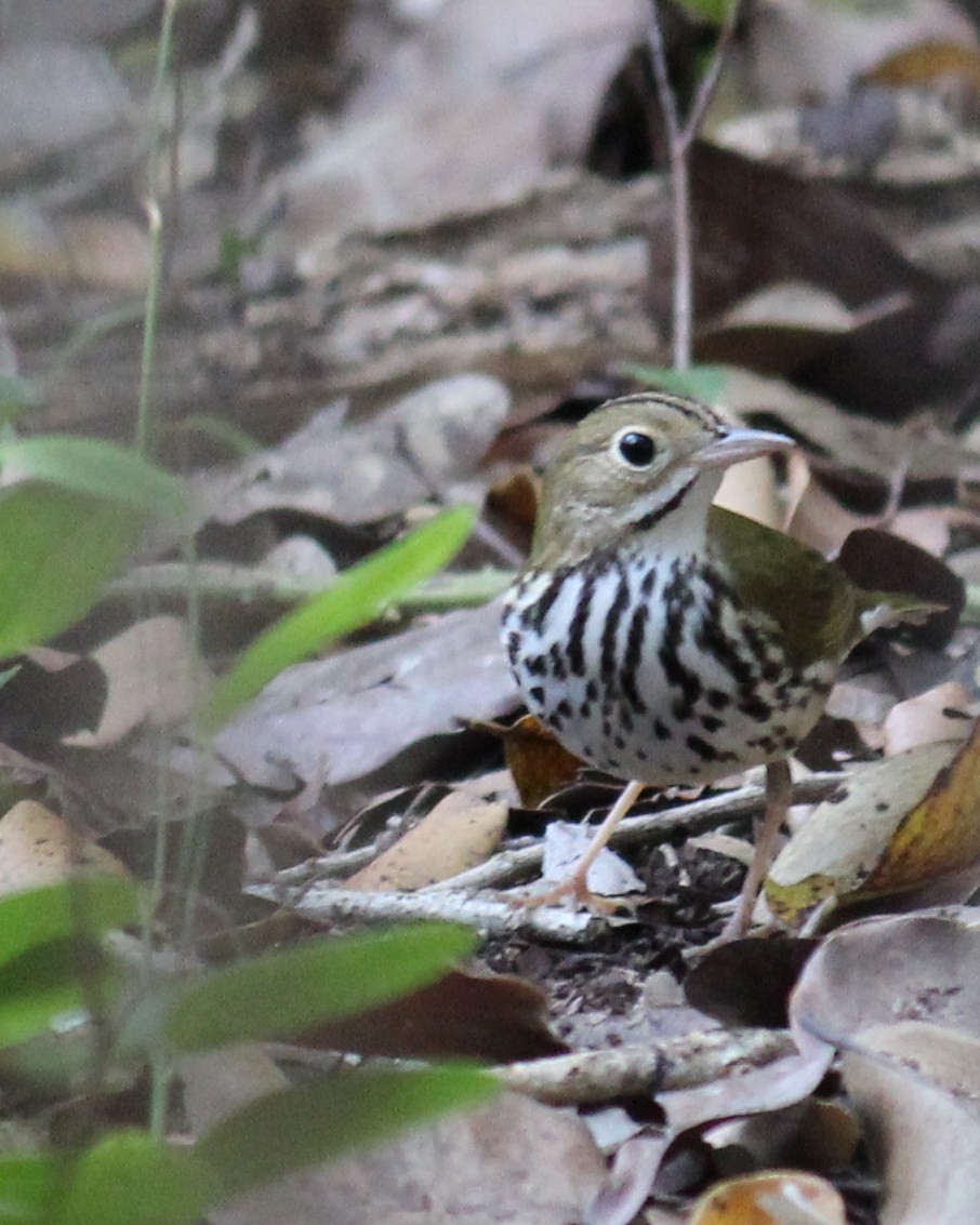 Ovenbird - ML25981911