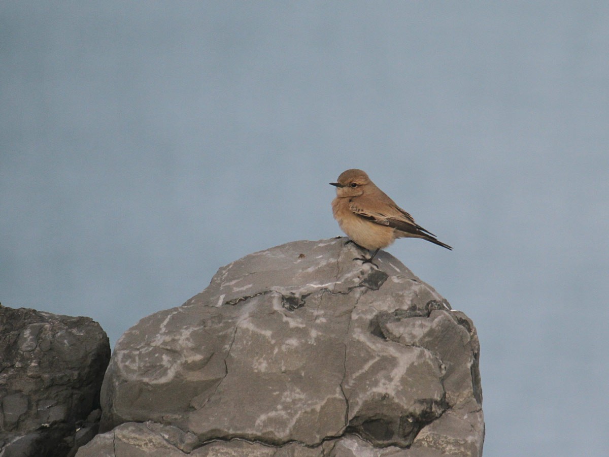 Desert Wheatear - ML259819541