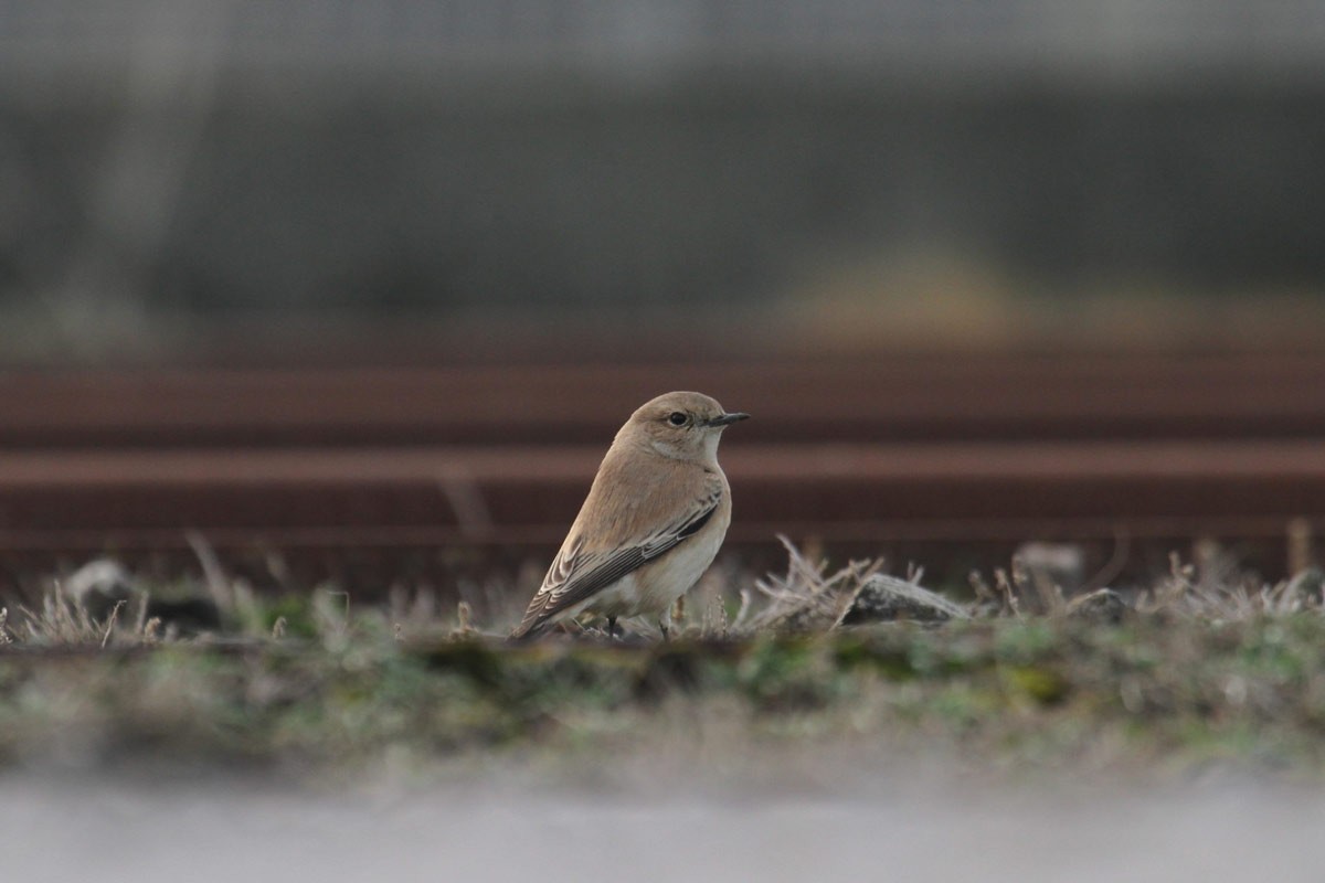 Desert Wheatear - ML259819551