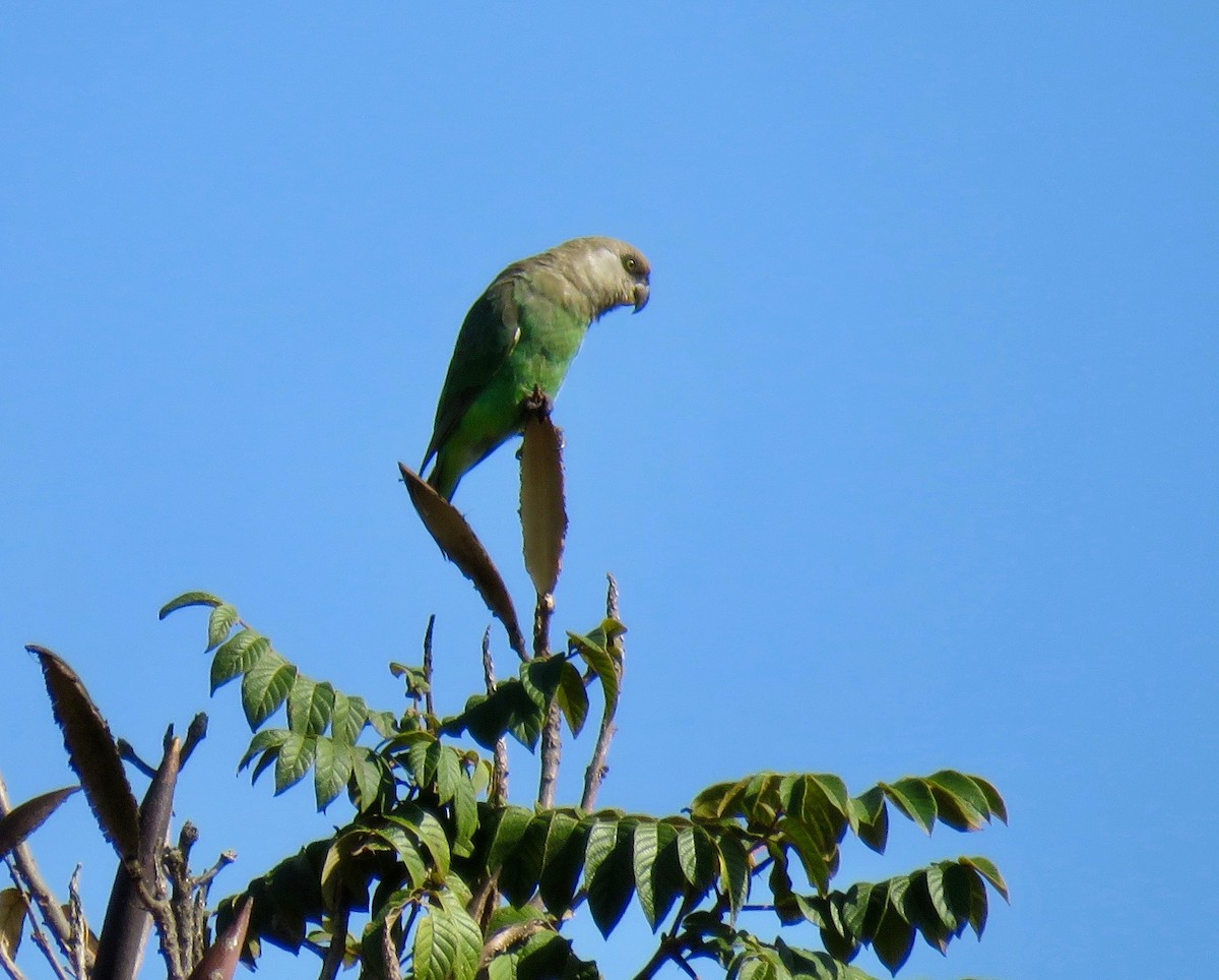 Brown-headed Parrot - ML259822891