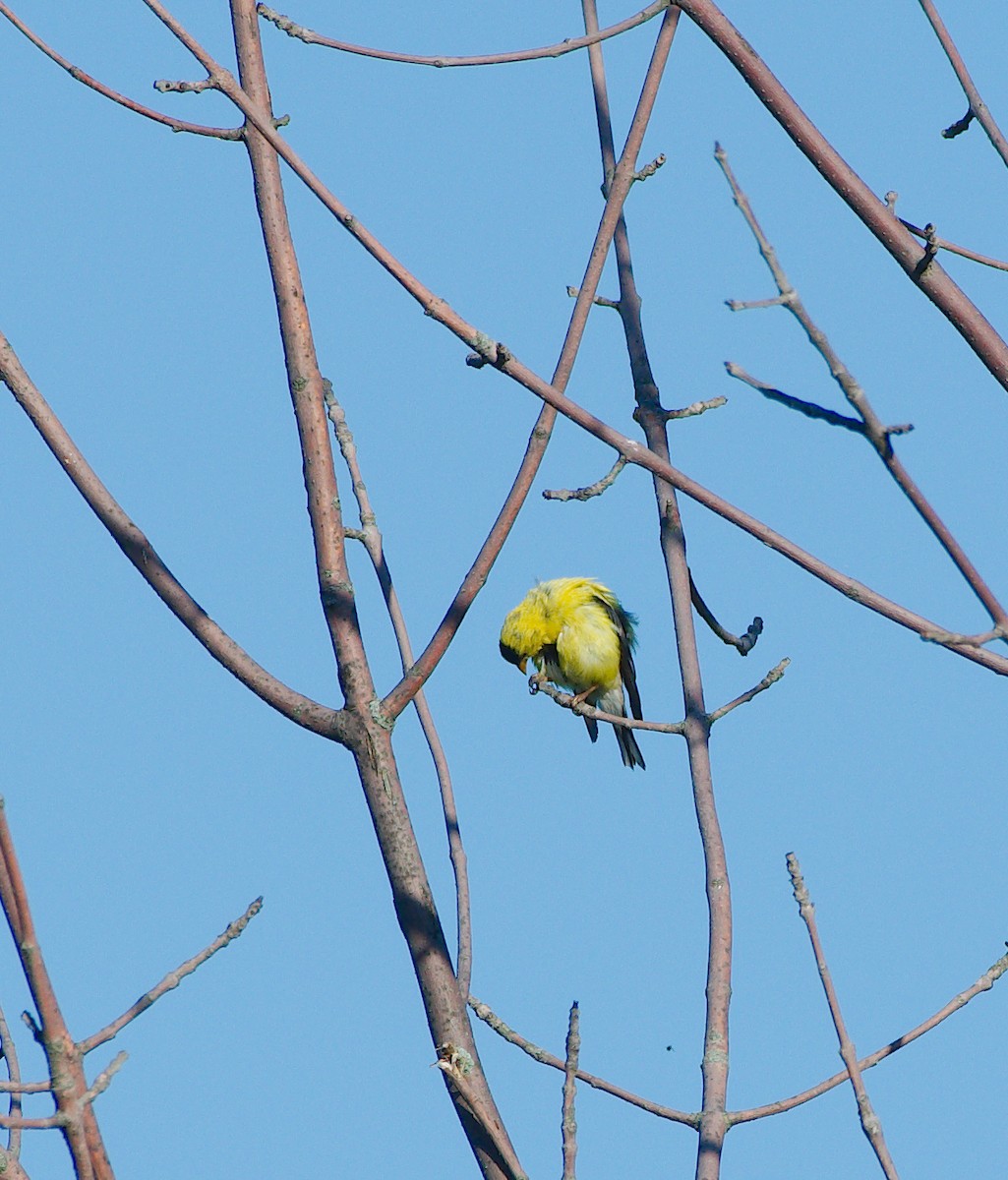 American Goldfinch - ML259823461