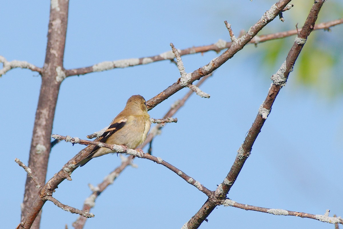 American Goldfinch - ML259823471