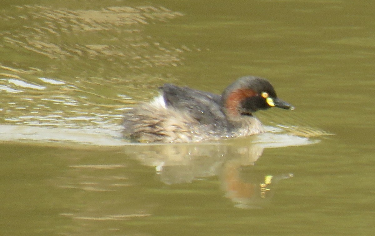 Australasian Grebe - ML259824421