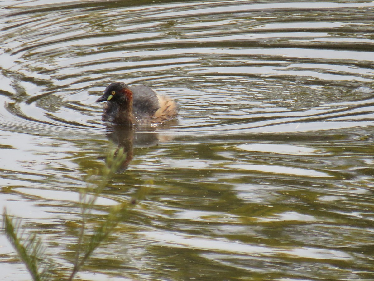 Australasian Grebe - ML259824491