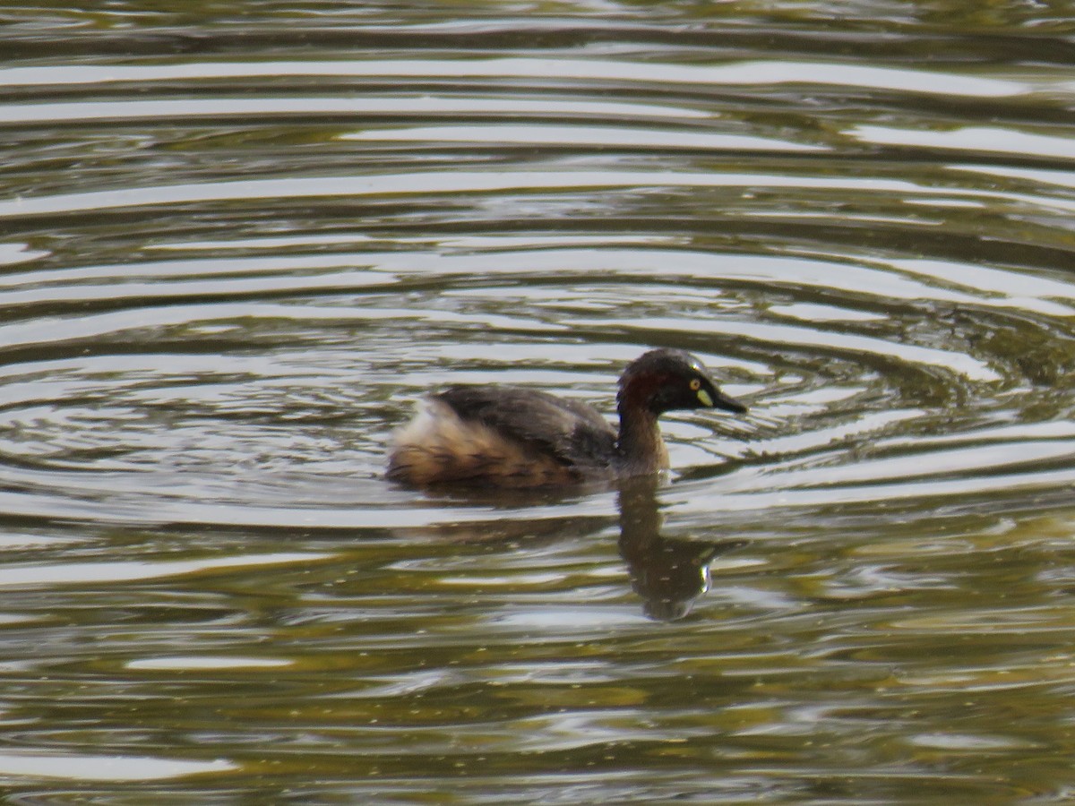 Australasian Grebe - ML259824501