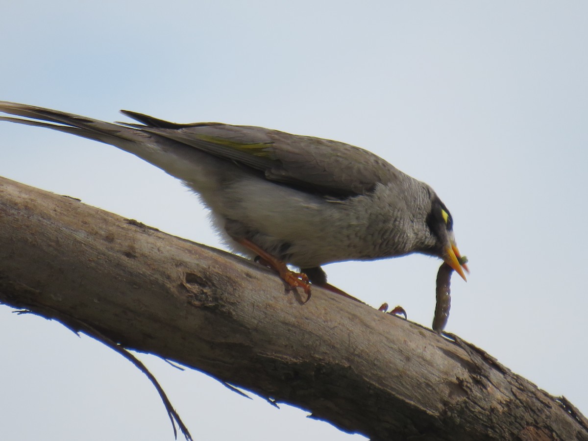 Noisy Miner - ML259824581