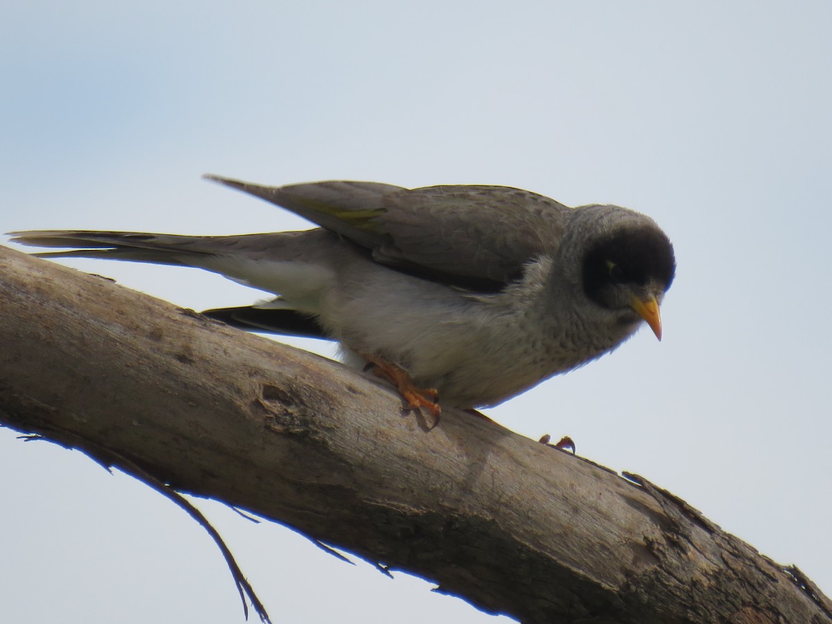 Noisy Miner - ML259824591