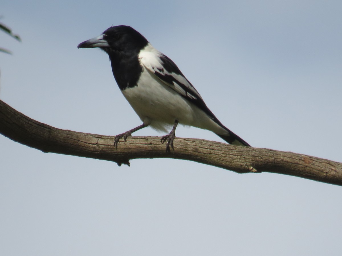 Pied Butcherbird - ML259824601