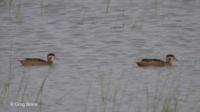 Blue-billed Teal - ML259824611