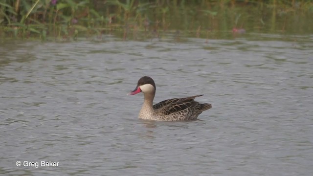 Red-billed Duck - ML259824621