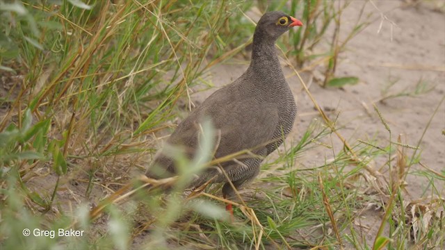 Francolin à bec rouge - ML259824631