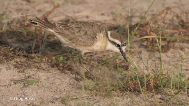 Kittlitz's Plover - ML259824661