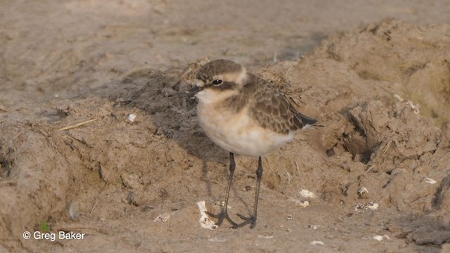 Kittlitz's Plover - ML259824671