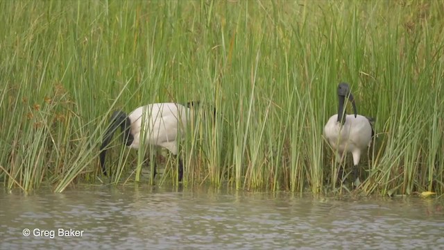 African Sacred Ibis - ML259824861