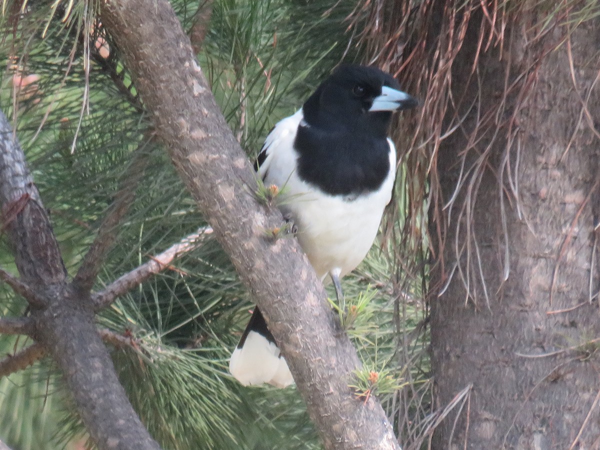 Pied Butcherbird - ML259824891