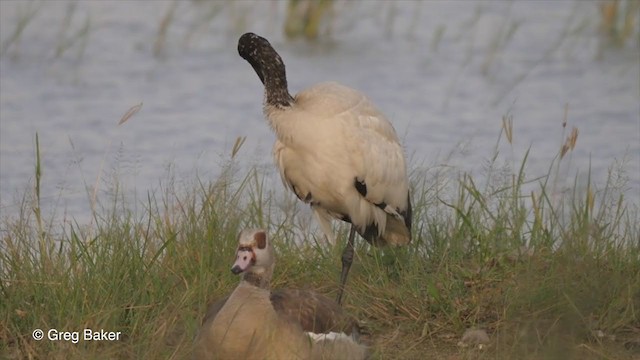 African Sacred Ibis - ML259824901