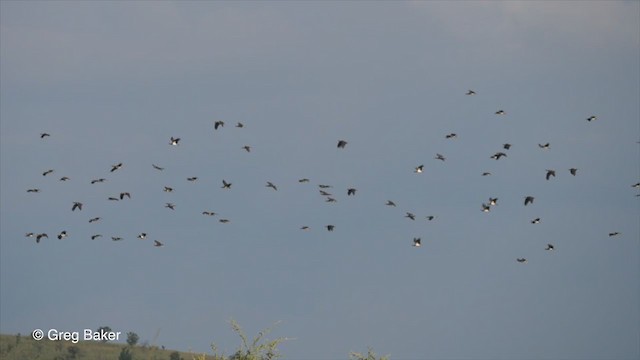 חסידת אבדים - ML259824941