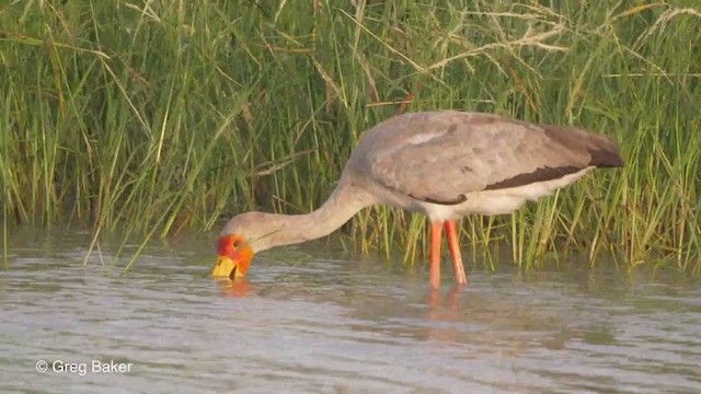 Yellow-billed Stork - ML259824951