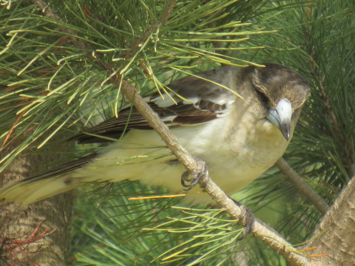 Pied Butcherbird - ML259824991