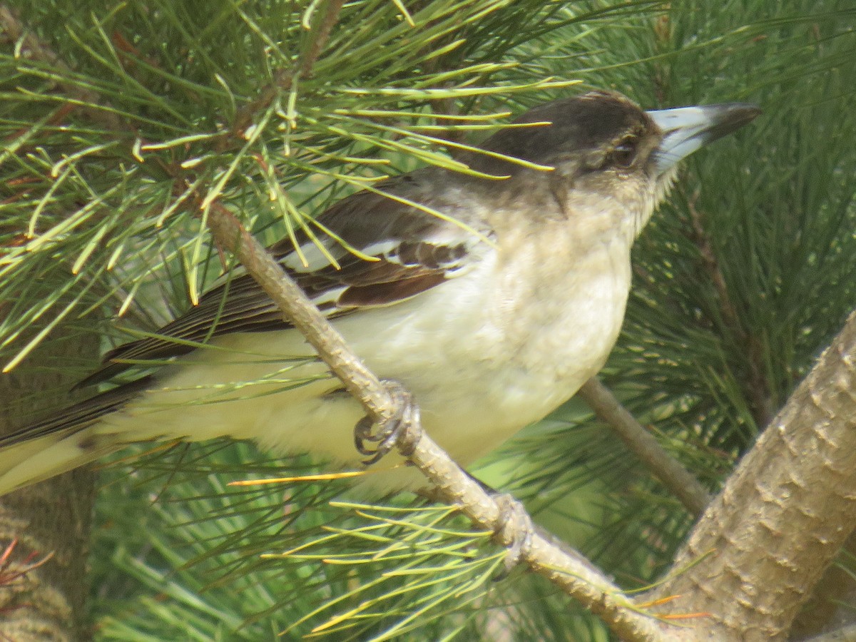 Pied Butcherbird - ML259825001