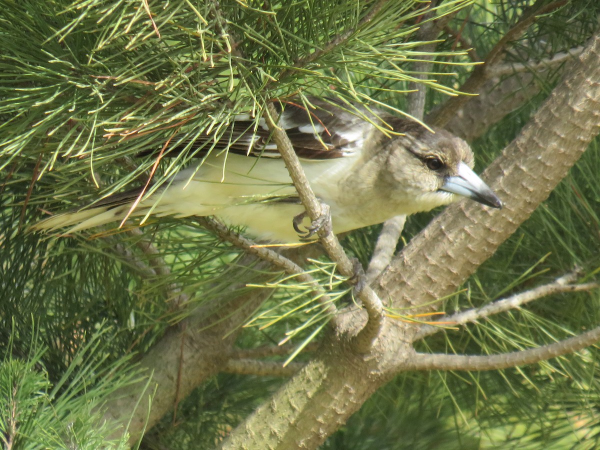 Pied Butcherbird - ML259825011