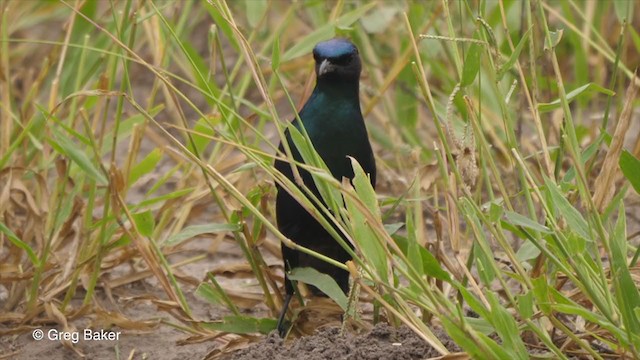 Burchell's Starling - ML259825031