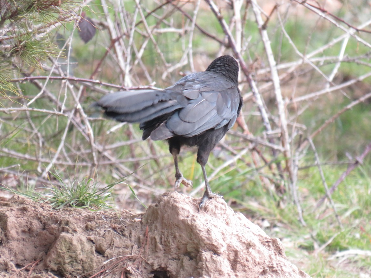 White-winged Chough - ML259825081