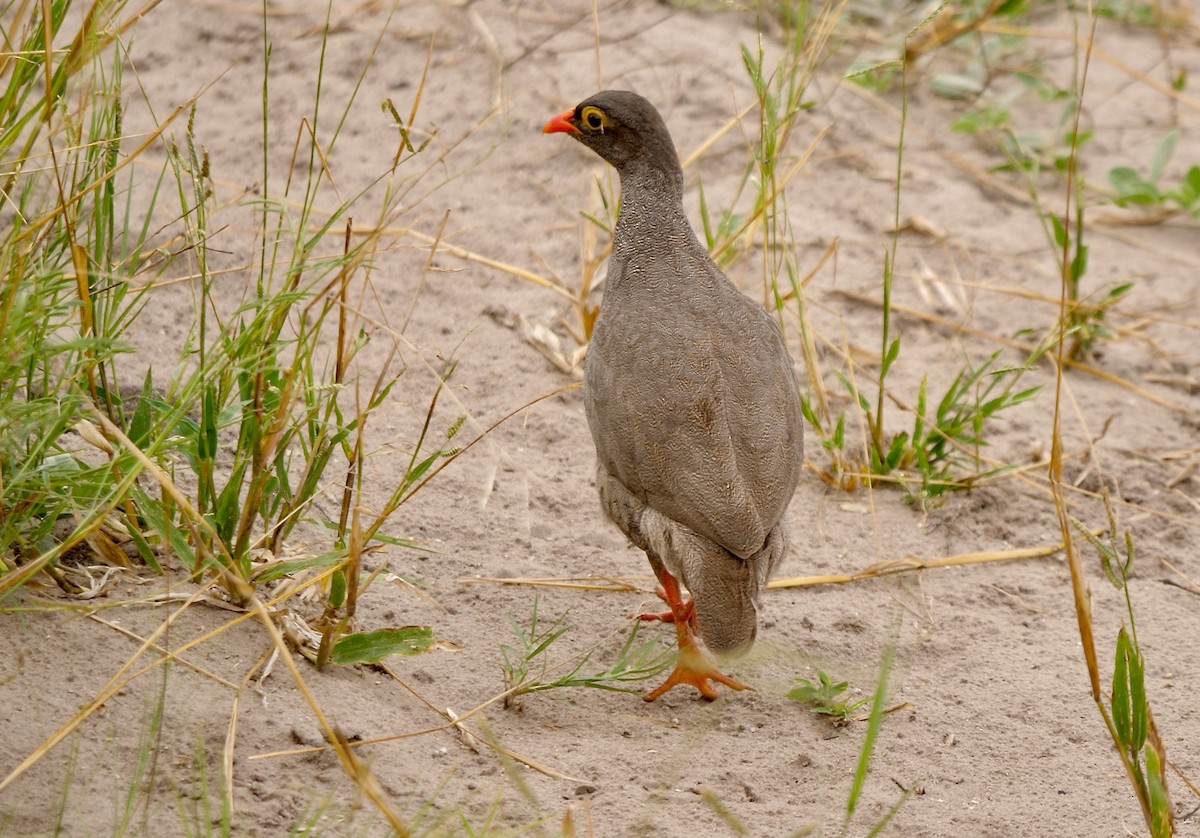 Red-billed Spurfowl - ML259825291