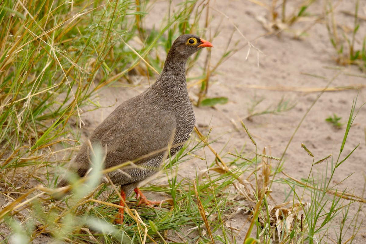 Red-billed Spurfowl - ML259825301