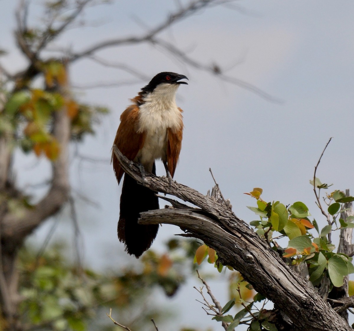 Coppery-tailed Coucal - ML259825321