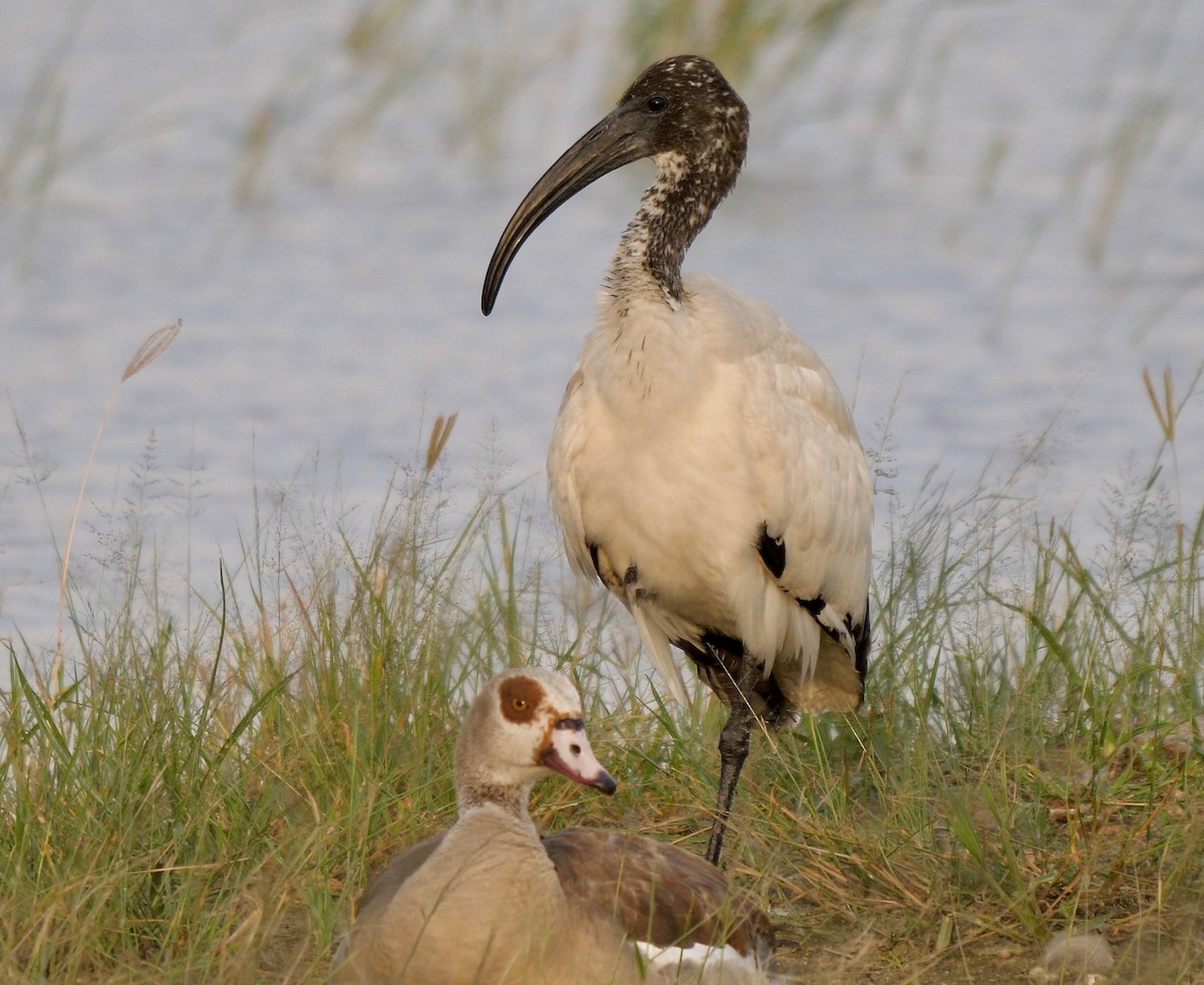 African Sacred Ibis - ML259825611