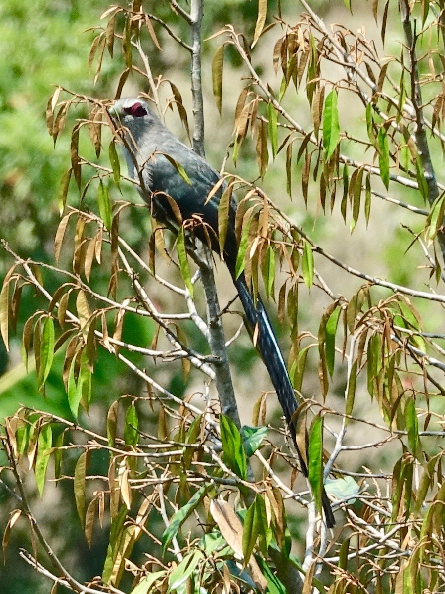 Green-billed Malkoha - ML259825661