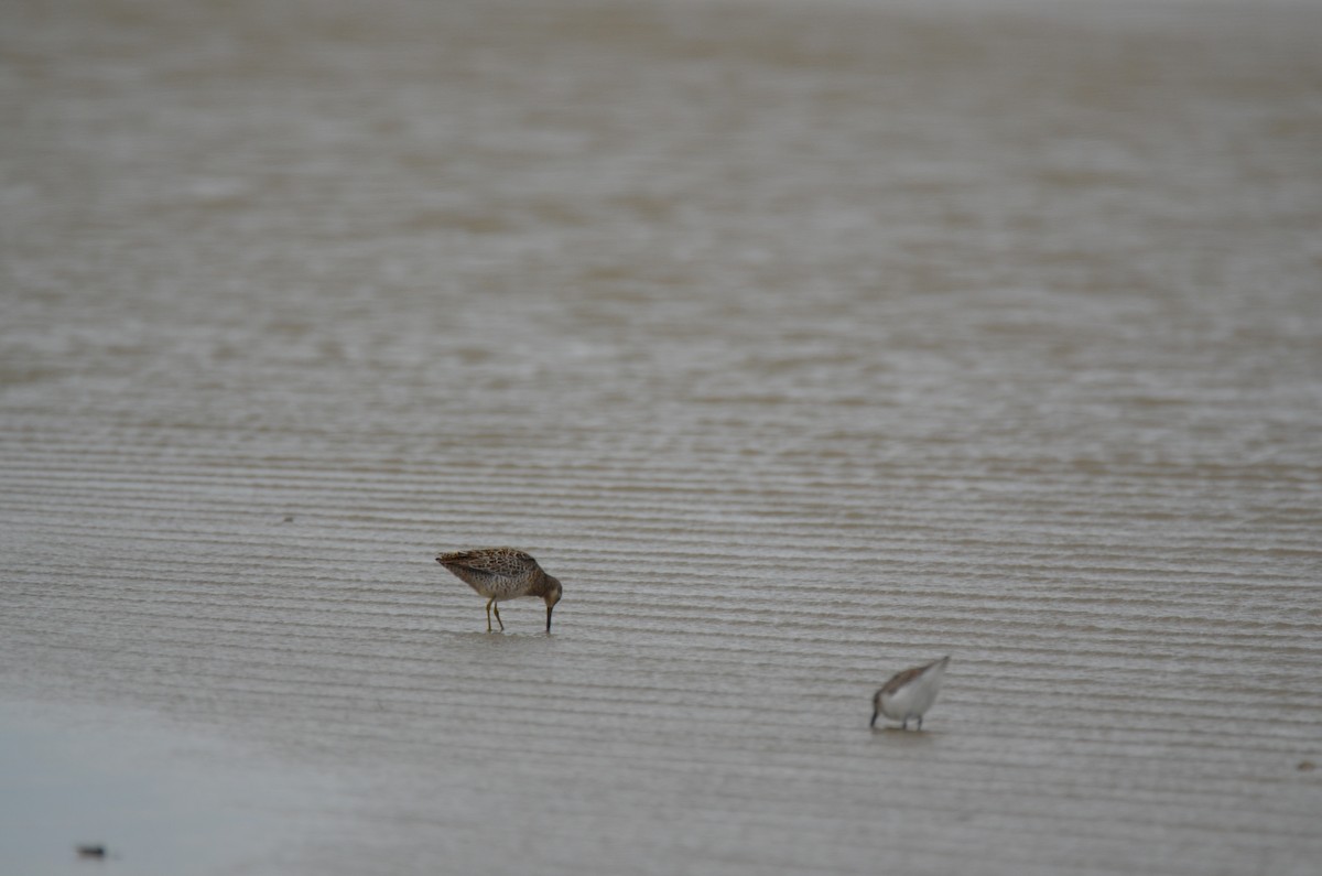 Short-billed Dowitcher - ML25982601