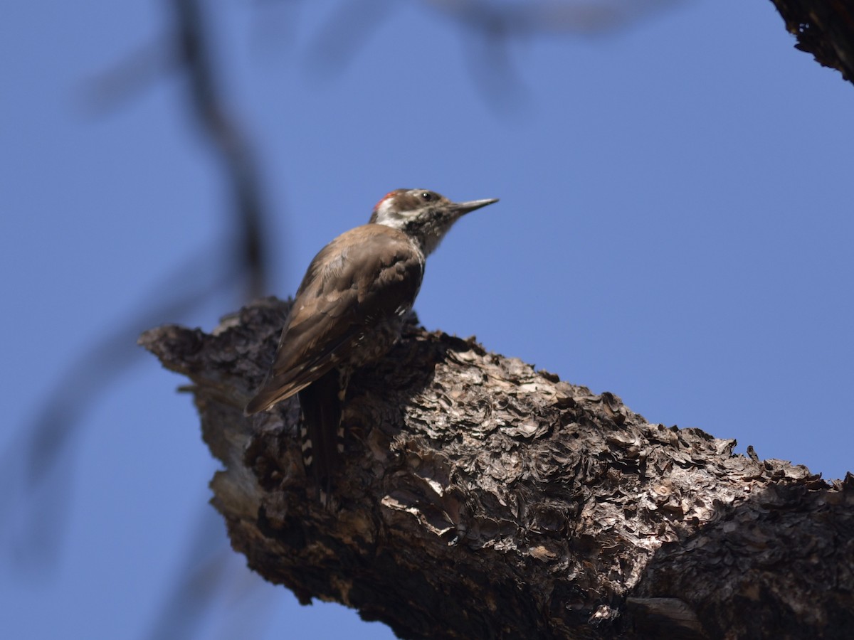 Acorn Woodpecker - ML259826481