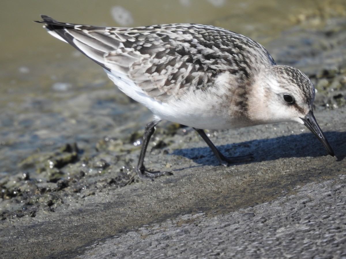 Bécasseau sanderling - ML259827011