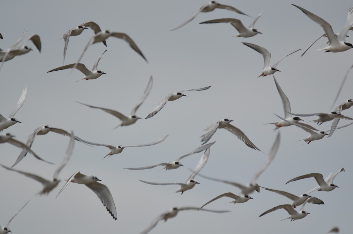 Bonaparte's Gull - ML25982711