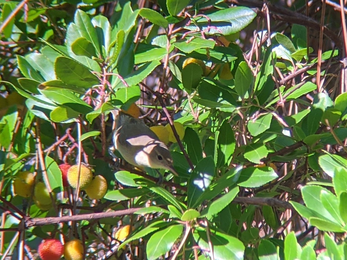Melodious Warbler - ML259827651