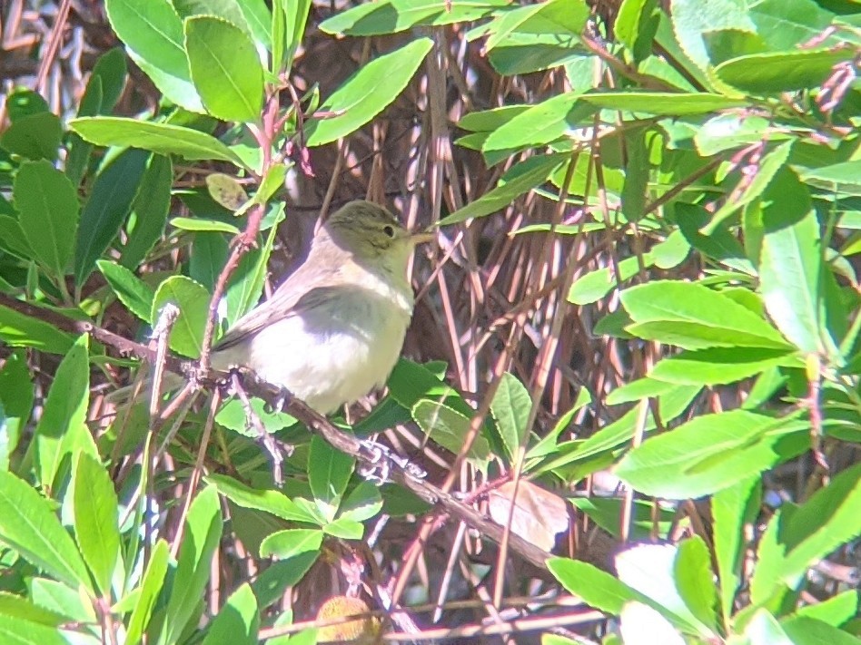 Melodious Warbler - ML259827681