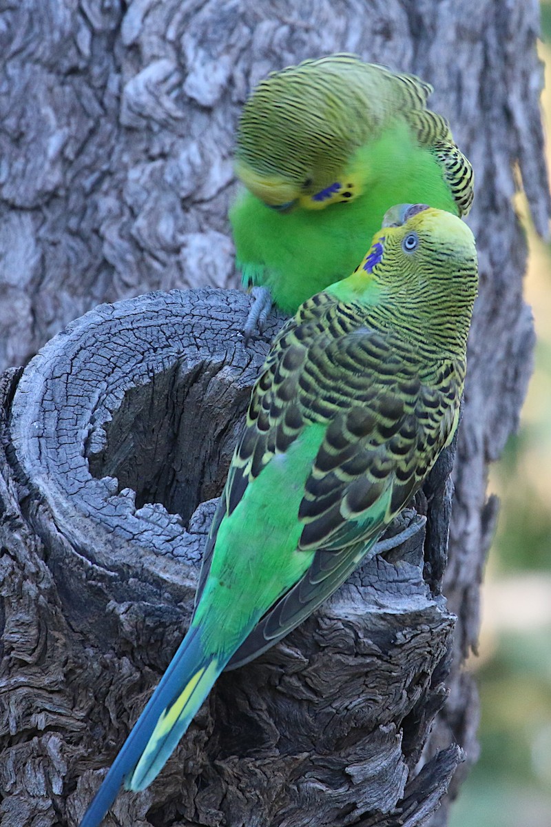 Budgerigar - ML259829211