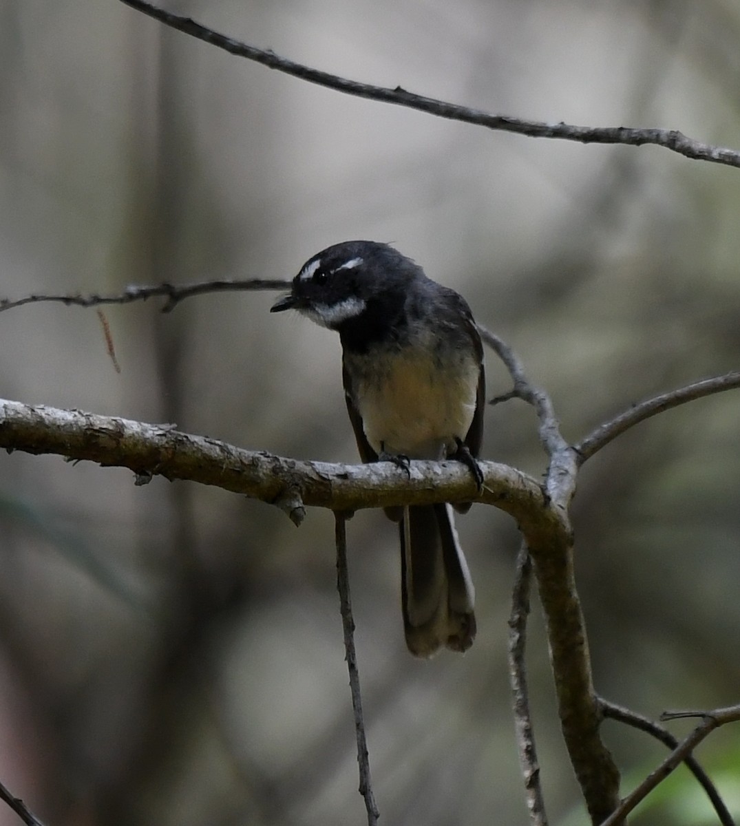 Gray Fantail - ML259832191
