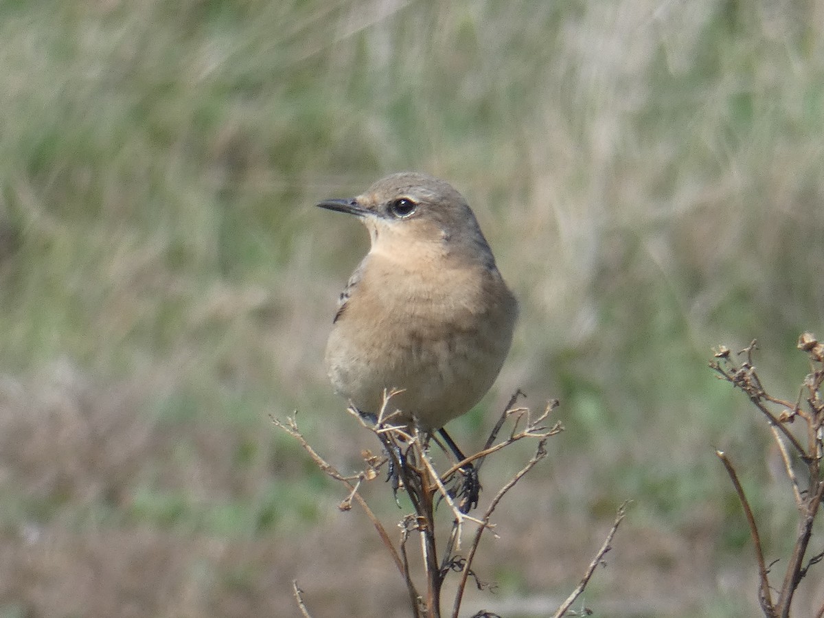 Northern Wheatear - James Court