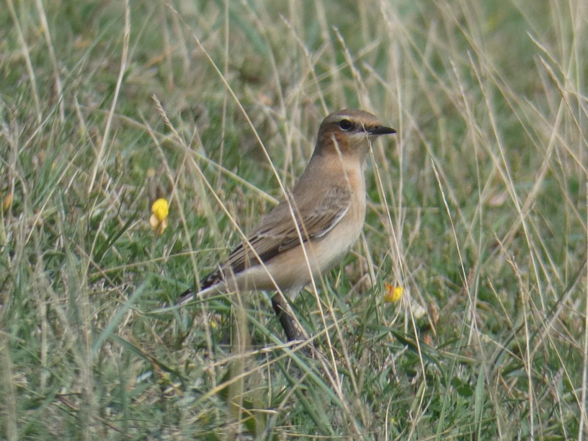 Northern Wheatear - ML259832841