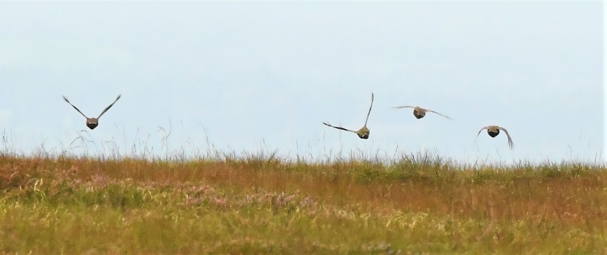 Willow Ptarmigan (Red Grouse) - ML259835001