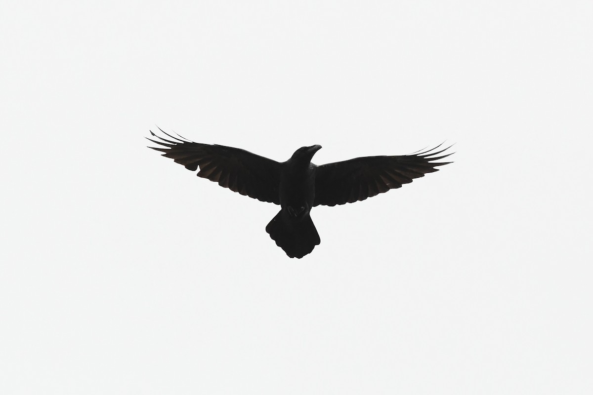 Common Raven - ML259835071