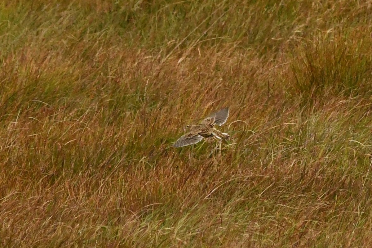 Eurasian Skylark - ML259835171