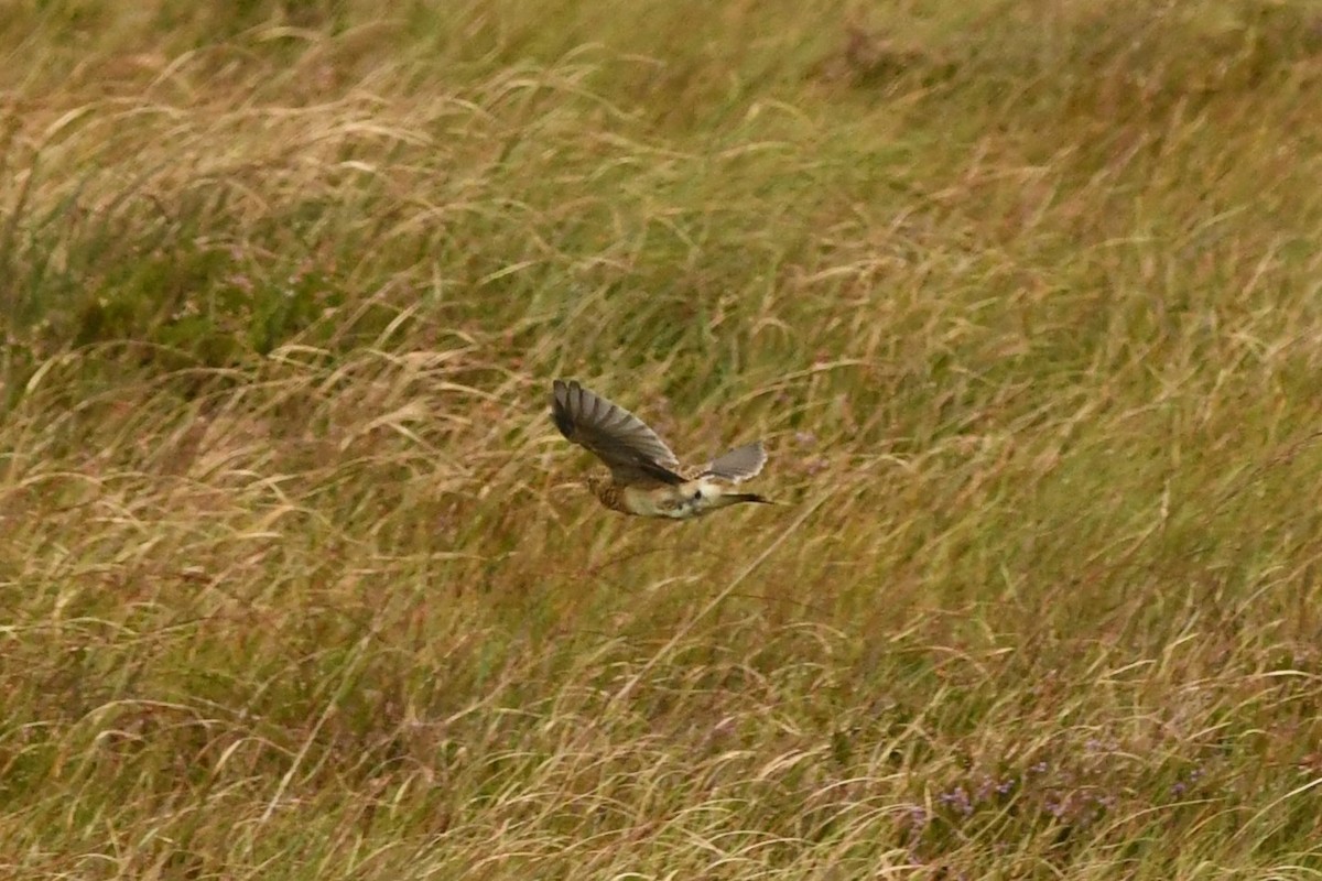 Eurasian Skylark - ML259835181