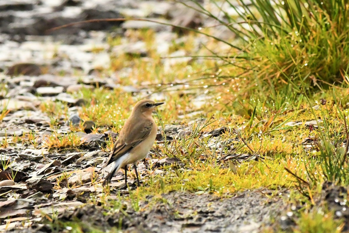 Northern Wheatear - ML259835201